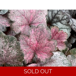 Heuchera 'Pinky Panky